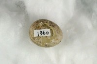 藏品(日本紅尾伯勞卵)的圖片